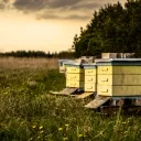 Historic Honey Production