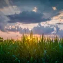 Historic Grain Production