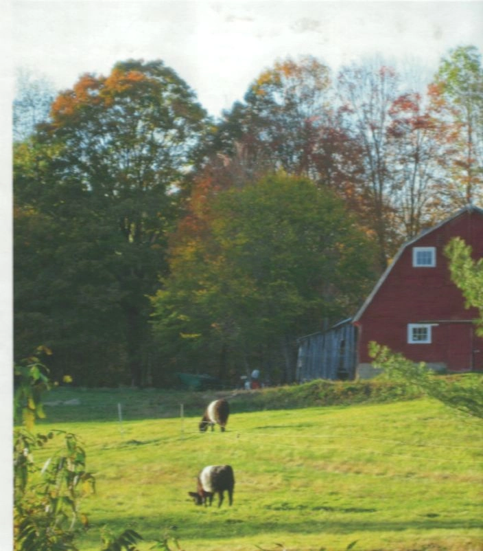 Historic farm with red barn and sheep